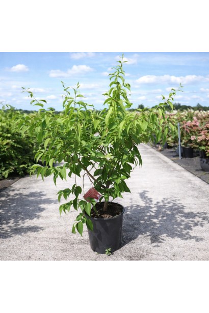 Гептакодіум міконієвидний контейнер С5, 5 л